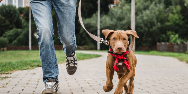 CÓMO ENSEÑAR A UN CACHORRO A HACER SUS NECESIDADES EN LA CALLE