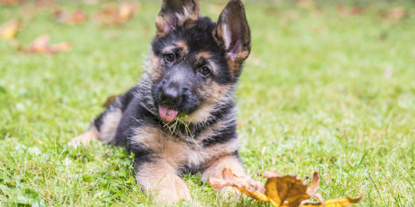 CONSEJOS PARA CUIDAR DE TU PERRO BIENVENIDO A CASA: CÓMO CUIDAR UN CACHORRO