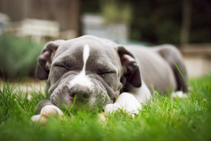 GUÍA DE ALIMENTACIÓN PARA CACHORROS