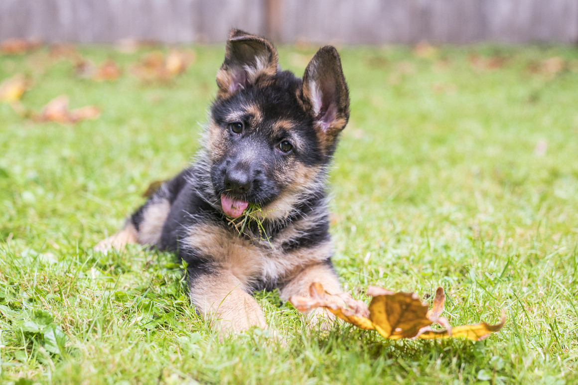 CONSEJOS PARA CUIDAR DE TU PERRO BIENVENIDO A CASA: CÓMO CUIDAR UN CACHORRO